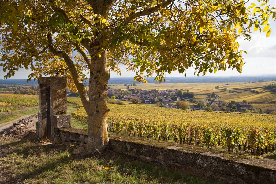 Bandeau DOMAINE COSTE CAUMARTIN