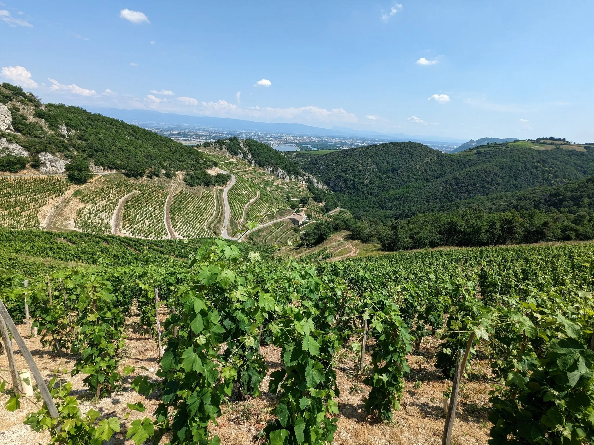 Photo de Domaine COURBIS Laurent & Dominique