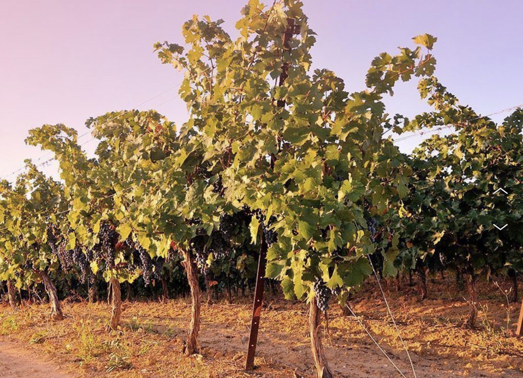 Bandeau Domaine Cros Reboul