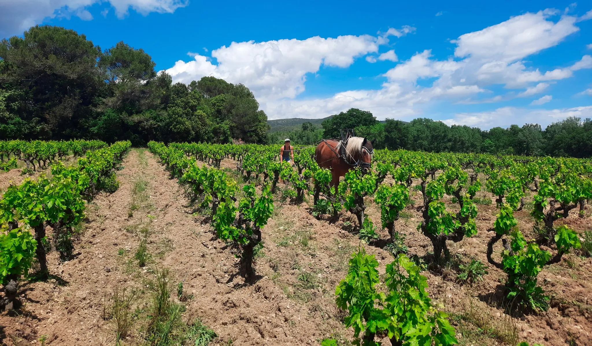 Photo de DOMAINE CUVIER