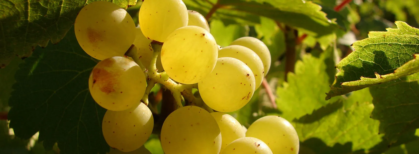 Bandeau DOMAINE D’ORFEUILLE HERIVAULT BERNARD