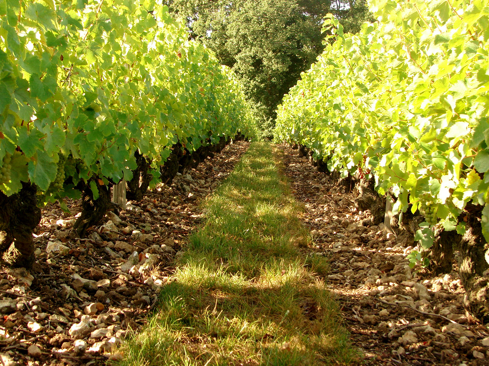 Domaine d'Orfeuilles - Earl Herivault Bernard