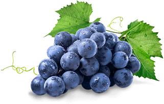 DOMAINE DAILLY BOURGOGNE