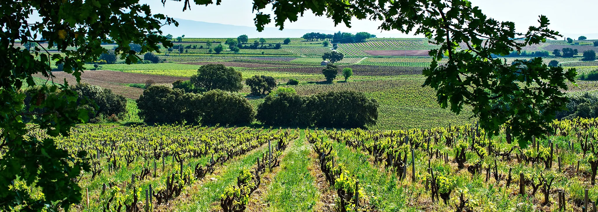 Bandeau Domaine de BEAURENARD FAMILLE COULON