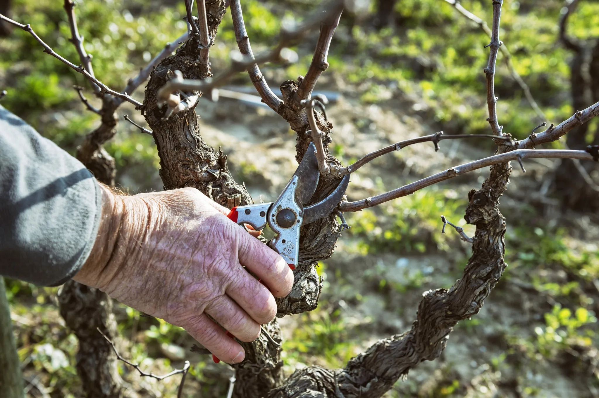 DOMAINE DE BEAURENARD