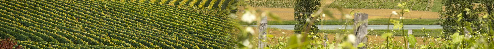 Bandeau DOMAINE DE BEL-AIRARMAGNAC / FLOC DE GASCGONE /