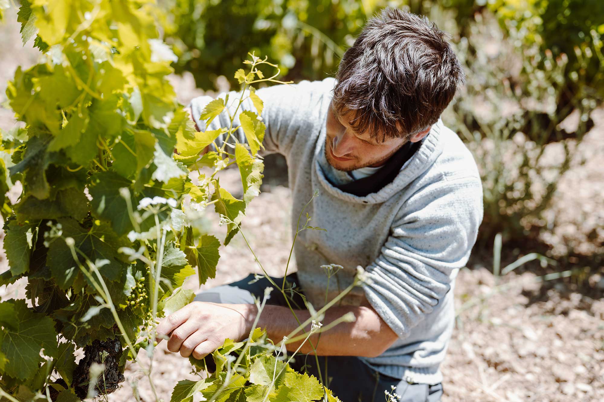 Photo de Domaine de Cabasse