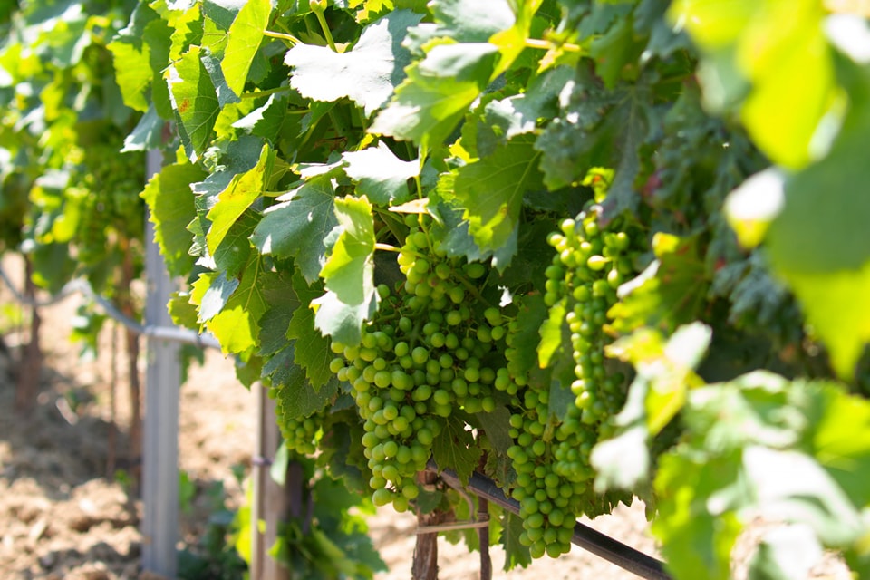 Photo de Domaine de Carobelle