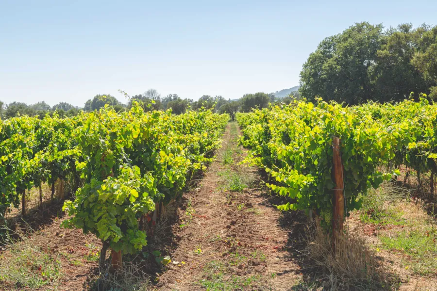 DOMAINE DE LA BARATONNE