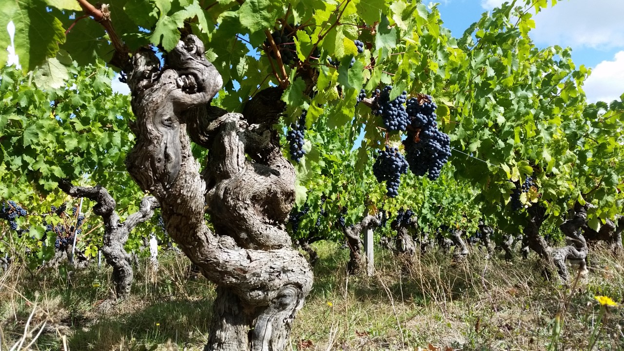 Photo de DOMAINE DE LA BELLE ETOILE