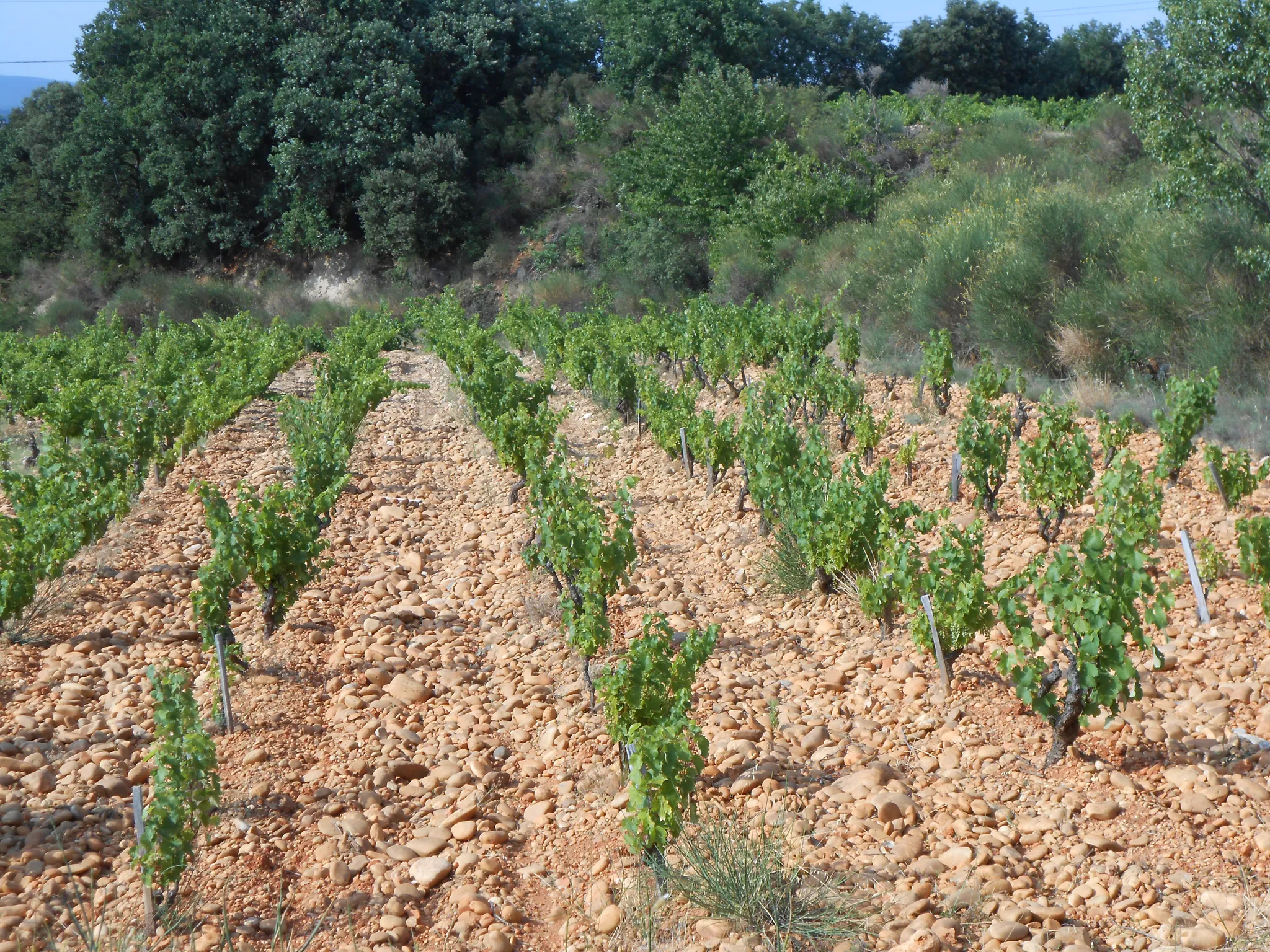 Bandeau Domaine de la BISCARELLE JEROME GRIECO