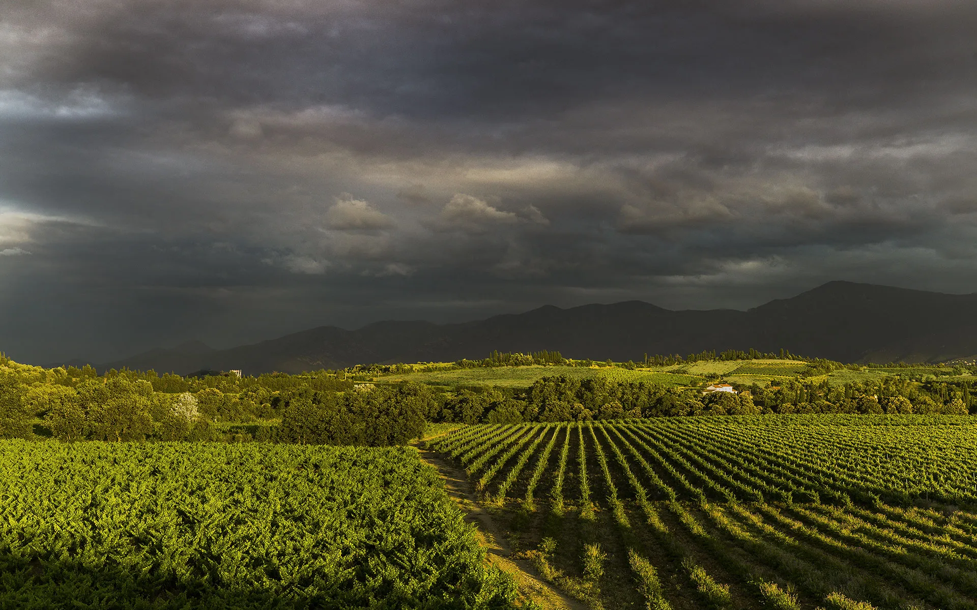 Photo de DOMAINE DE LA CASENOVE