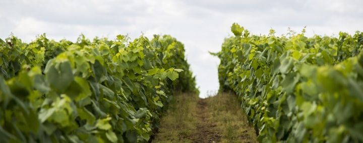 Domaine de la Cornulière