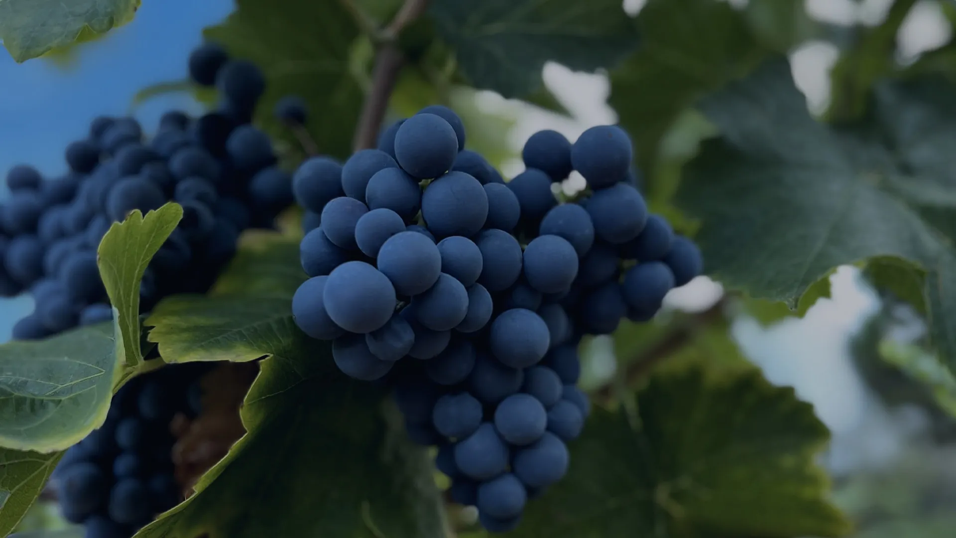 Bandeau Domaine de la Croix