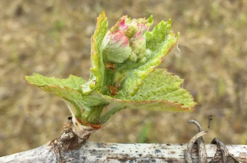 domaine de la Fessardière
