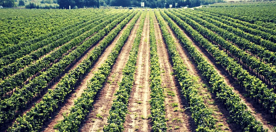 DOMAINE DE LA FIGUEIRASSE