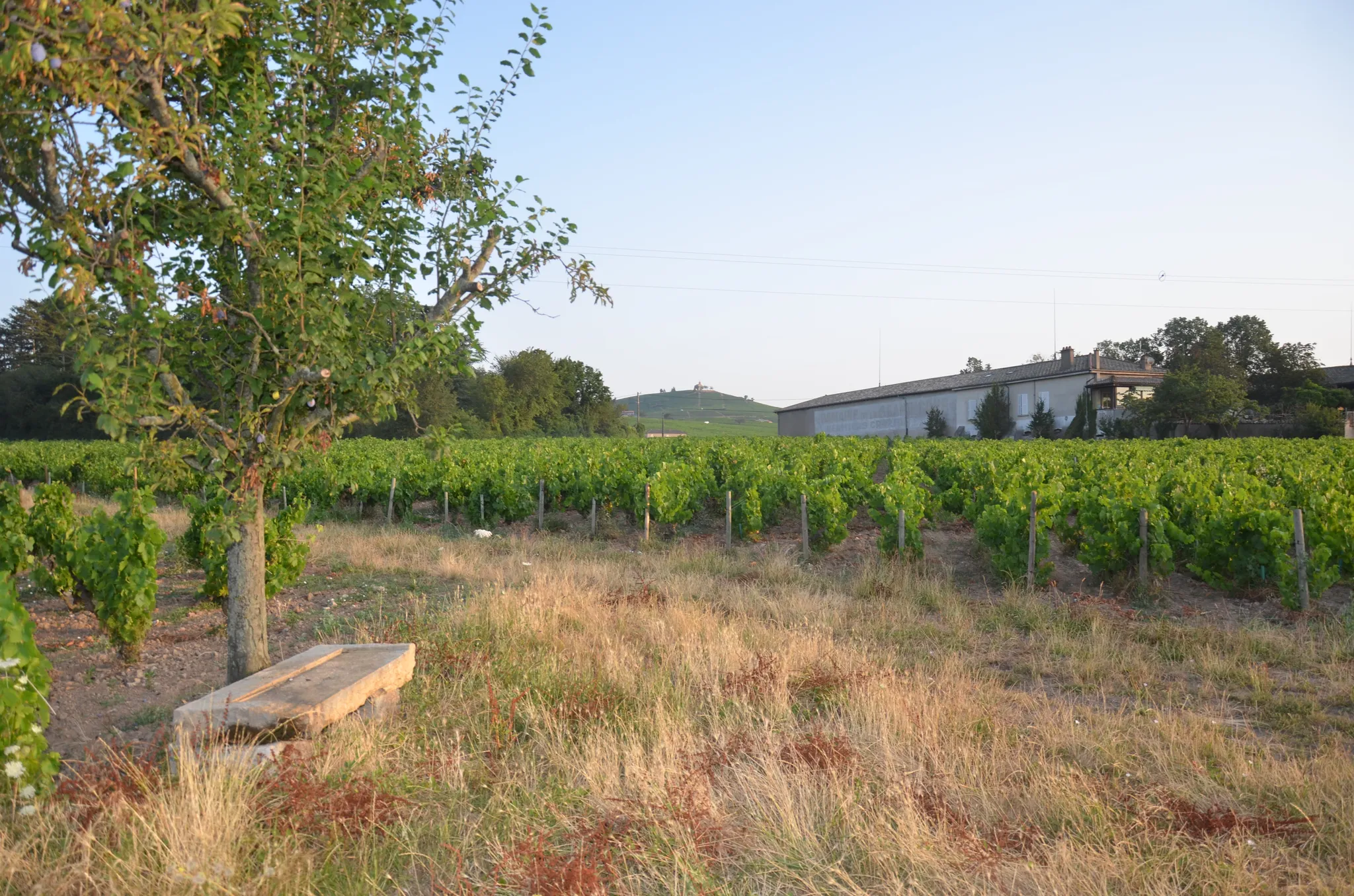 Domaine de la Grand'Cour - Famille Dutraive Jean-Louis, Justin, Lucas