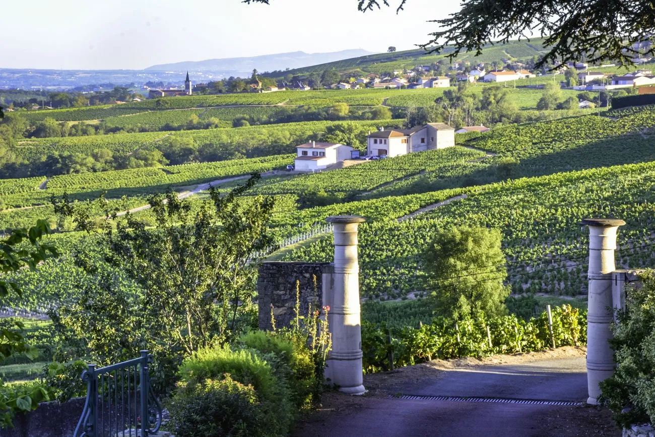 Domaine de la Grosse Pierre Pauline PASSOT