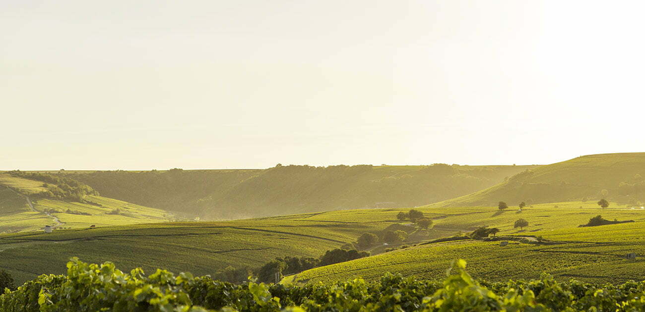 Domaine DE LA JOLIVE