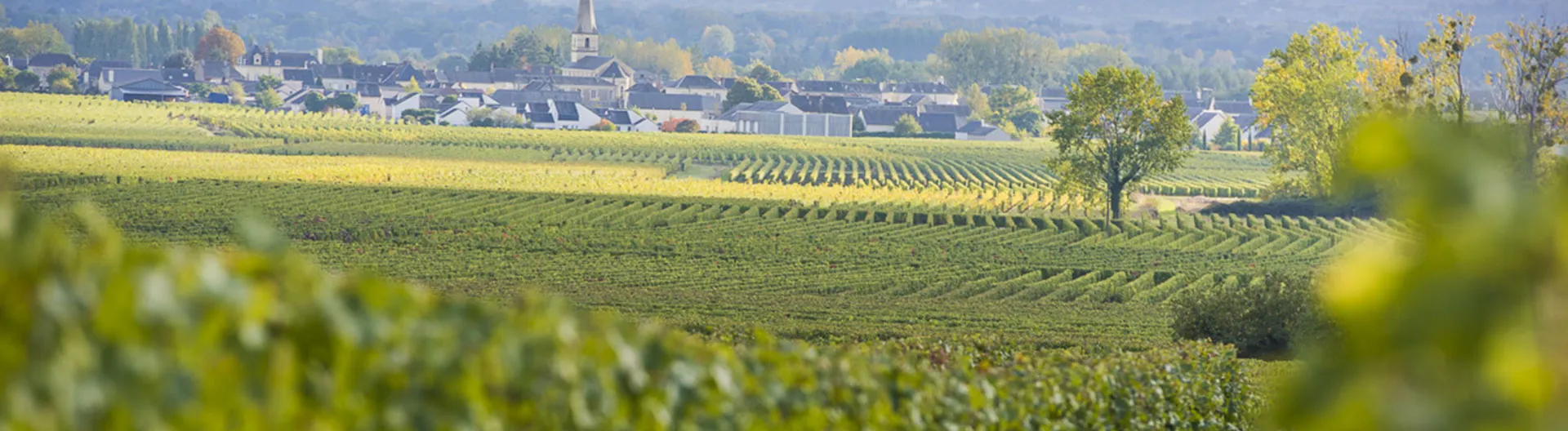 Bandeau Domaine de la Perrée