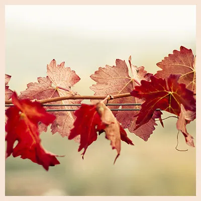 Photo de Domaine de la Perrée