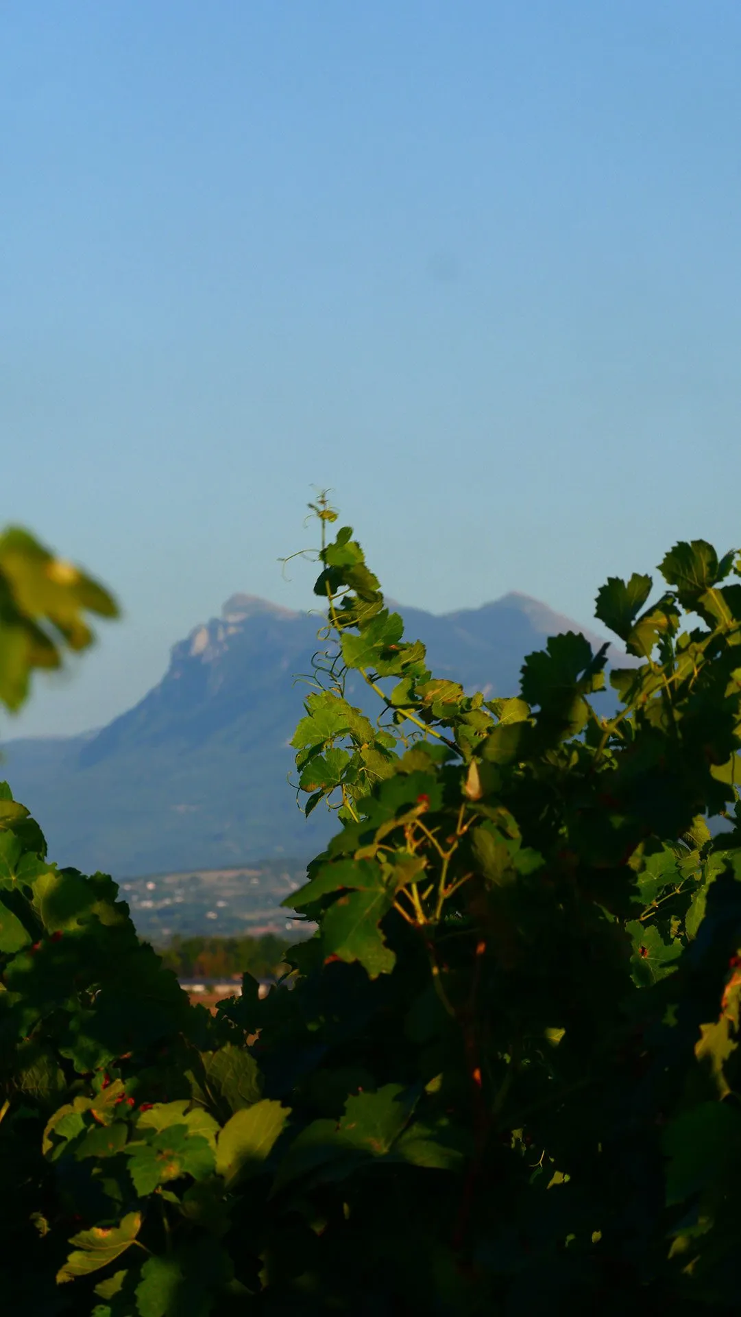 Domaine de LA ROLIERE
