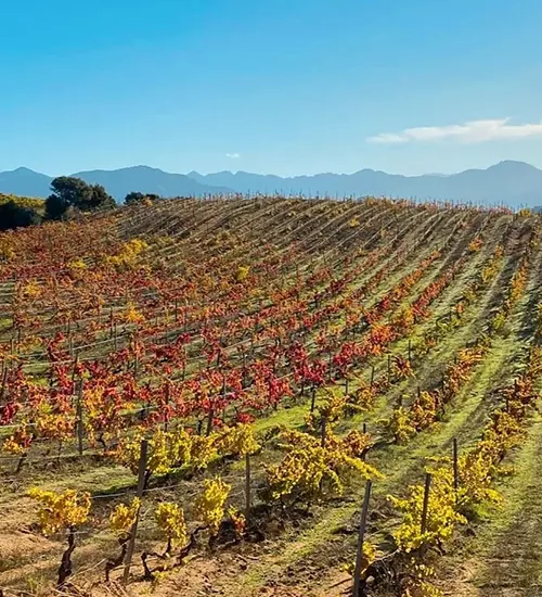 DOMAINE DE LA SORBASAUTERNES – GRAVES