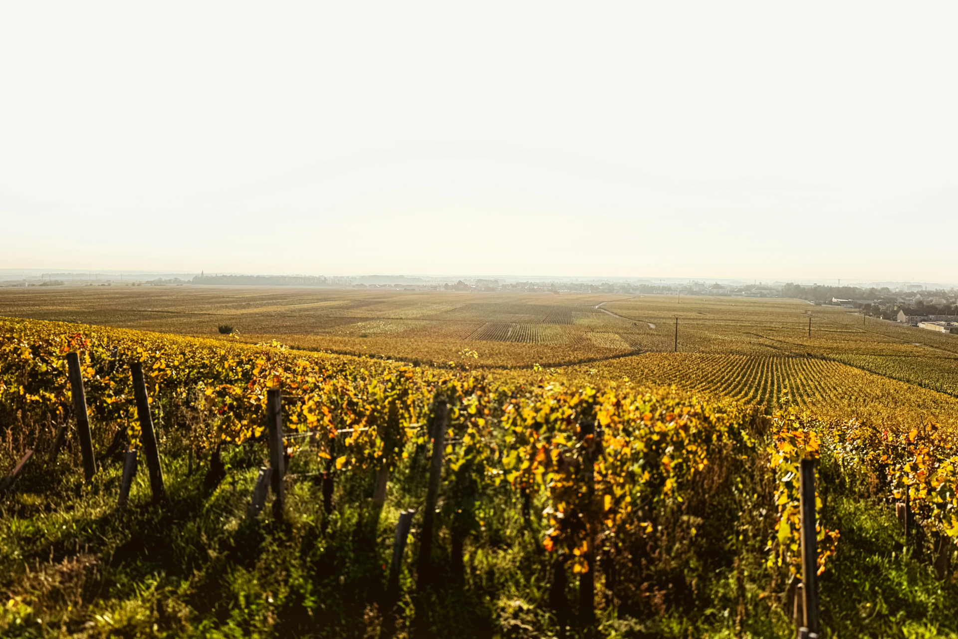 DOMAINE DE LESCURE SUD-OUEST