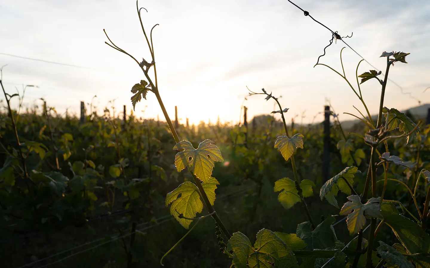 Photo de Domaine de Marzilly