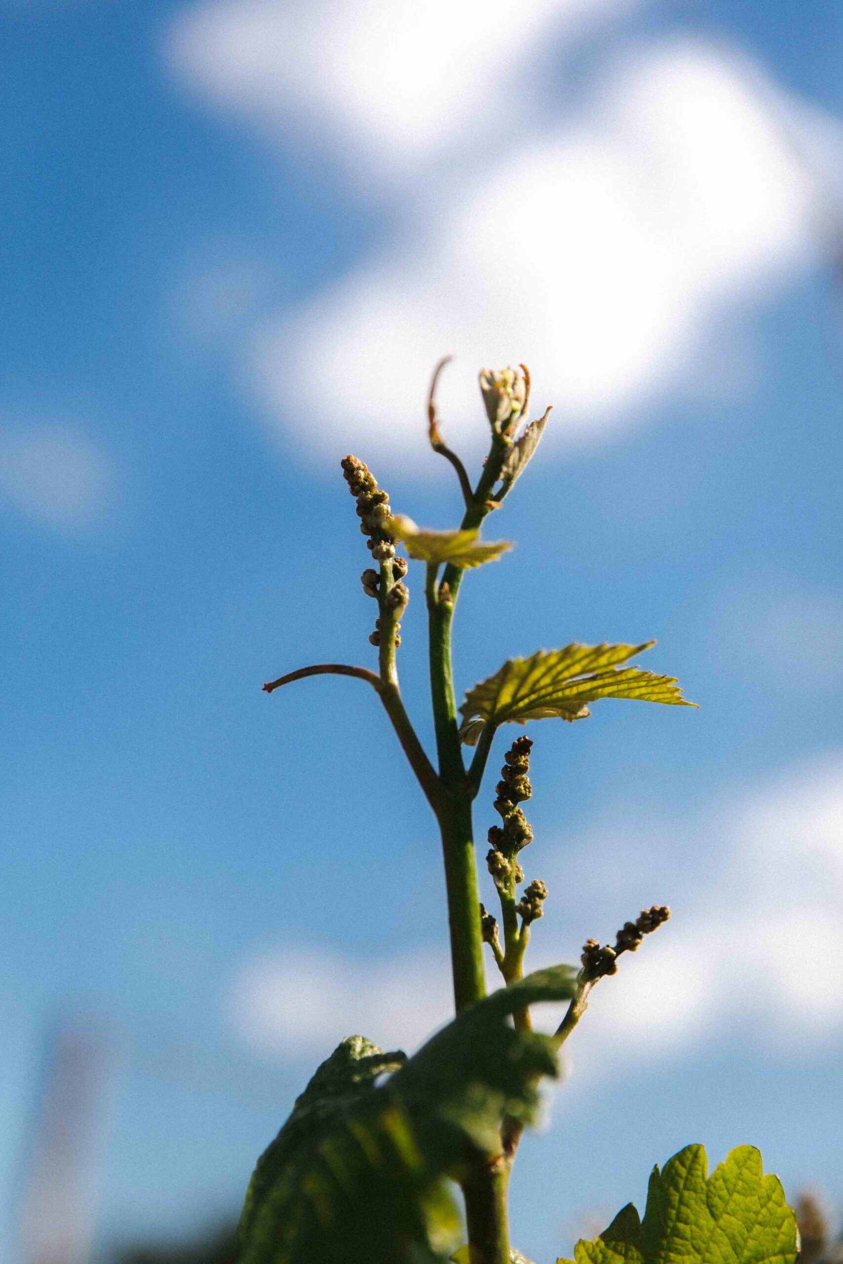 Domaine de Montgilet