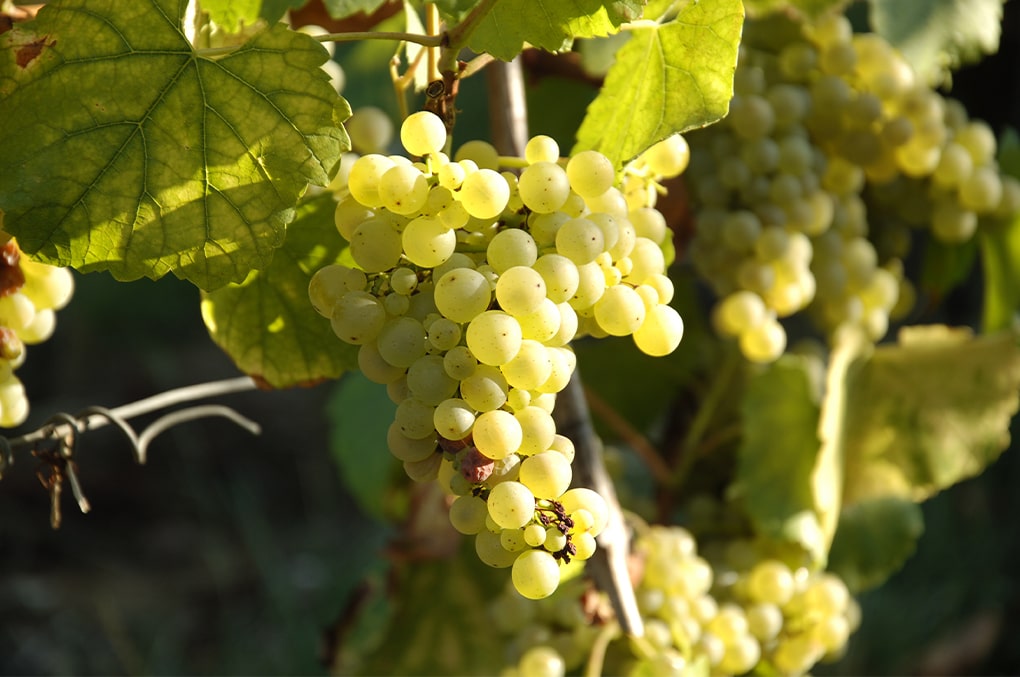 Bandeau DOMAINE DE QUINTEFEUILLE