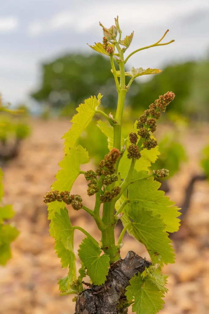 Photo de Domaine de Saint Siffrein