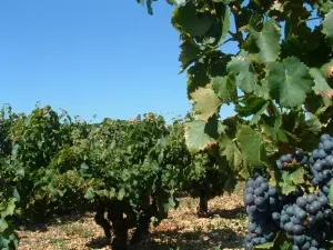 Domaine de Saje (Jérôme Mathieu)