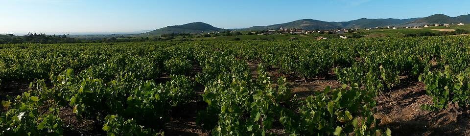Bandeau Domaine de Thulon Carine et Laurent JAMBON