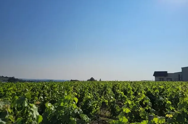 Photo de Domaine Delaunay