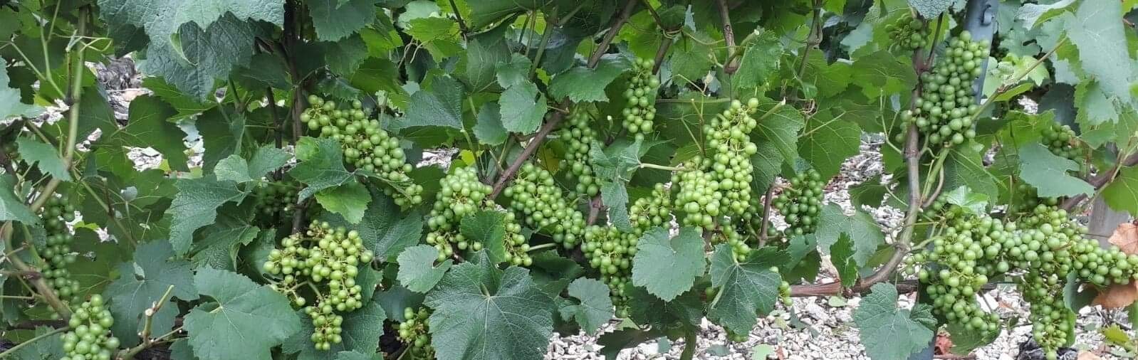 Photo de Domaine des 4 chemins