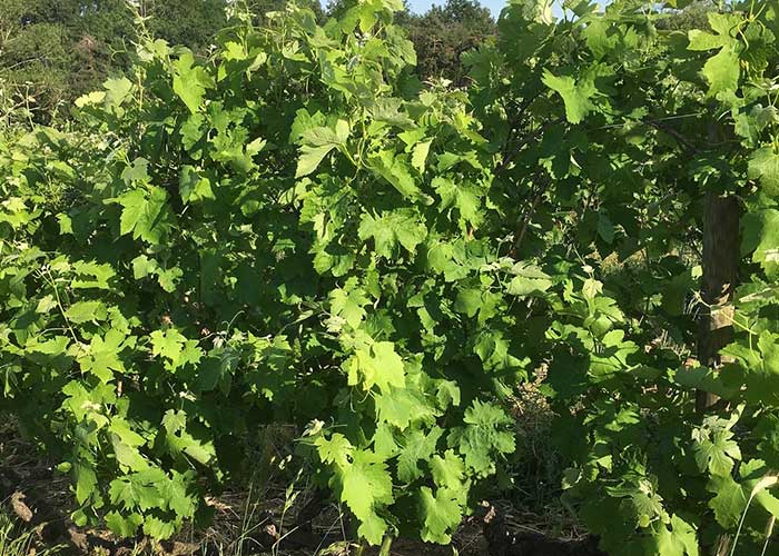 Logo DOMAINE DES BARDES