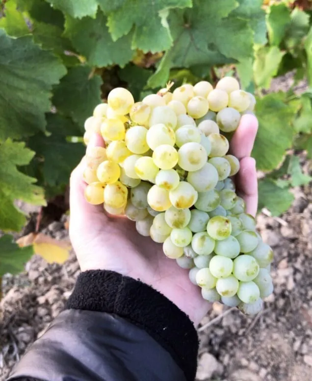 Photo de DOMAINE DES COTEAUX BLANCS