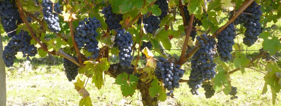 Bandeau Domaine des deux Moulins