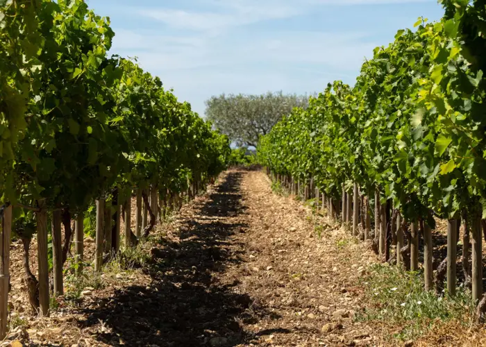 Photo de Domaine Des Fontnobles