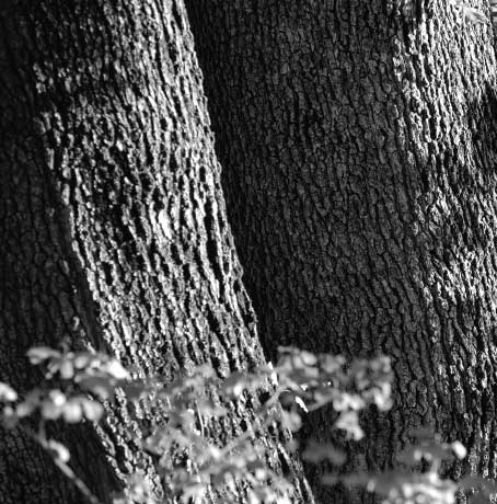 Logo Domaine des Grands Devers