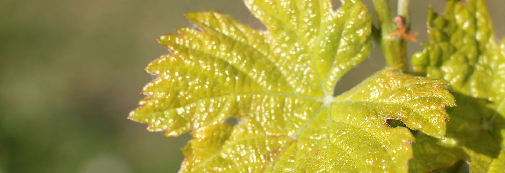 Domaine des Hautes Vignes Alain FOURRIER