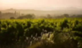 Bandeau Domaine des Lys