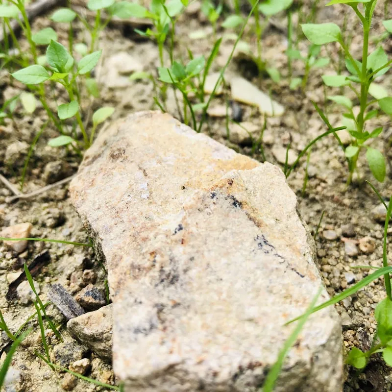 Domaine des Marrans Camille & Mathieu MELINAND