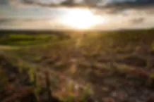 Bandeau DOMAINE DES PERCHÉS