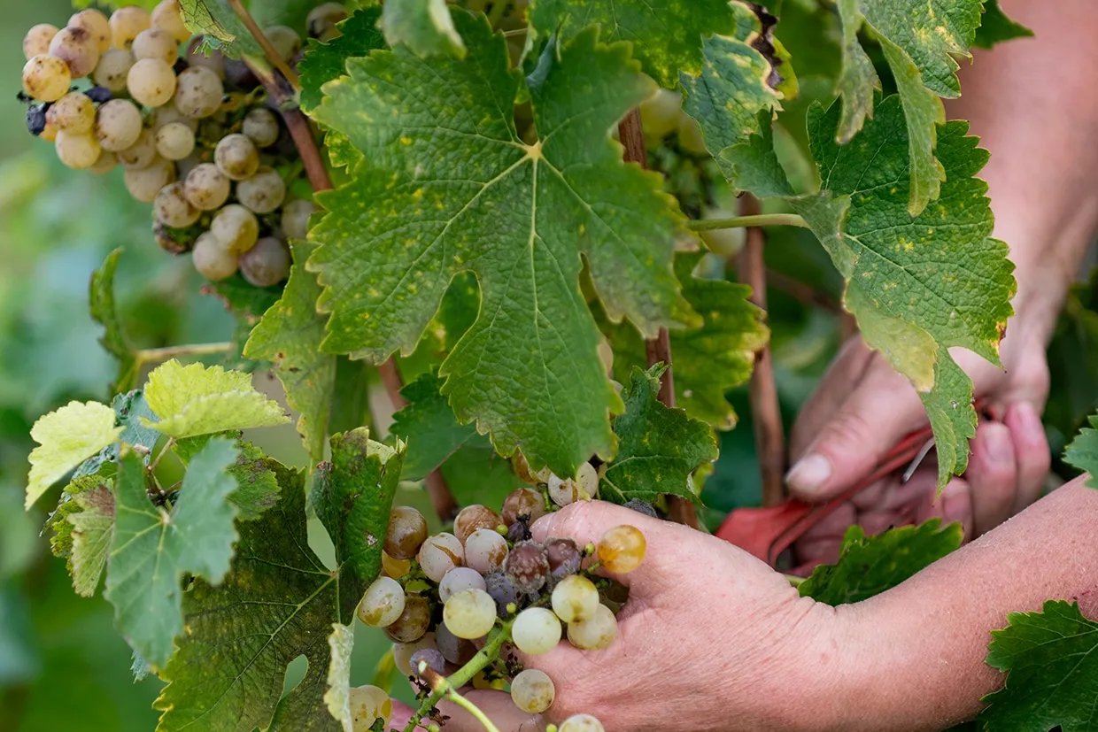 DOMAINE DES PETITS QUARTS