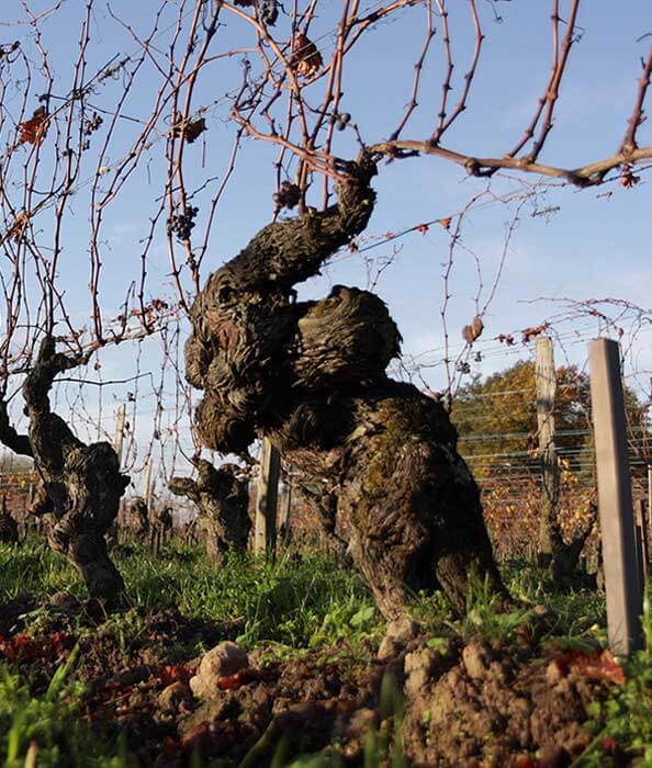 Domaine des Roches Neuves