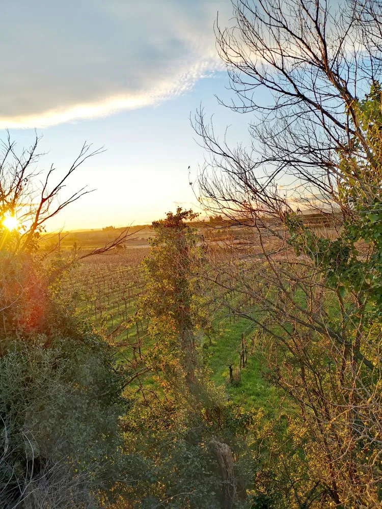 Photo de DOMAINE DES ROMARINS