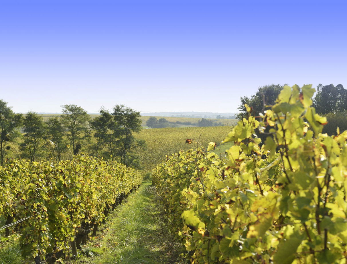 Domaine des Sablonnieres