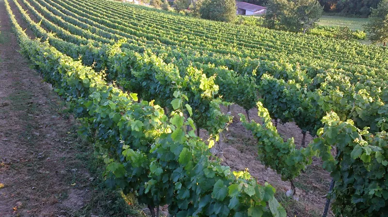 Domaine des Terrisses